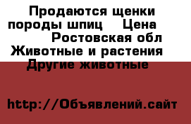 Продаются щенки породы шпиц! › Цена ­ 13 000 - Ростовская обл. Животные и растения » Другие животные   